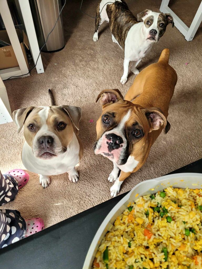 fresh made dog food supervisors