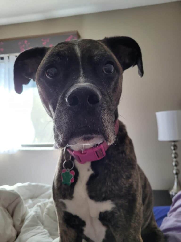 Haley of Bark Belly Bites