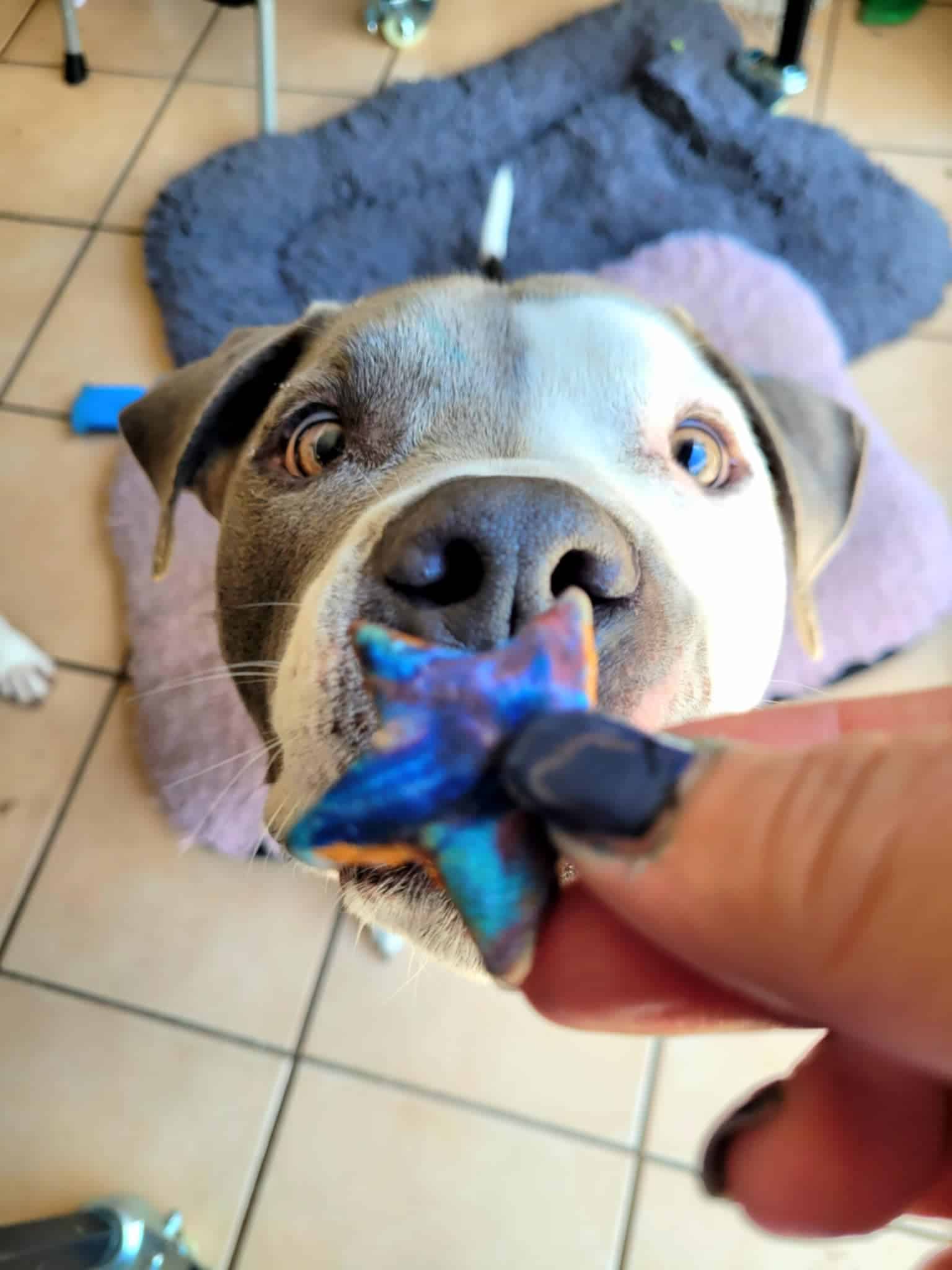 Homemade Patriotic Star Dog Treats