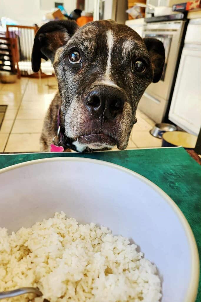 Haley my 15 year old boxer mastiff supervising me making her Tummy Tamer Stew