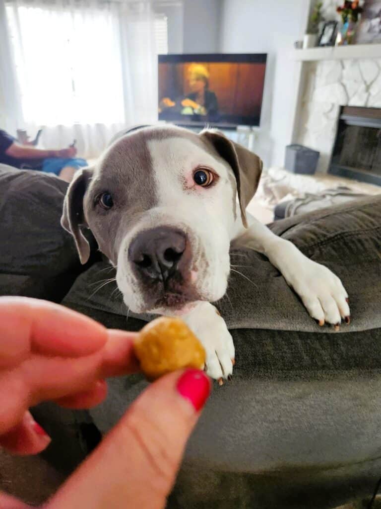 no bake dog pill pockets recipe finished soft peanut butter treat balls for dogs